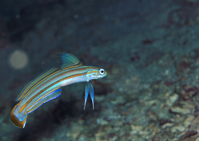 スジクロユリハゼ