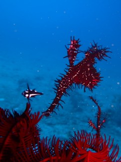 ニシキフウライウオ