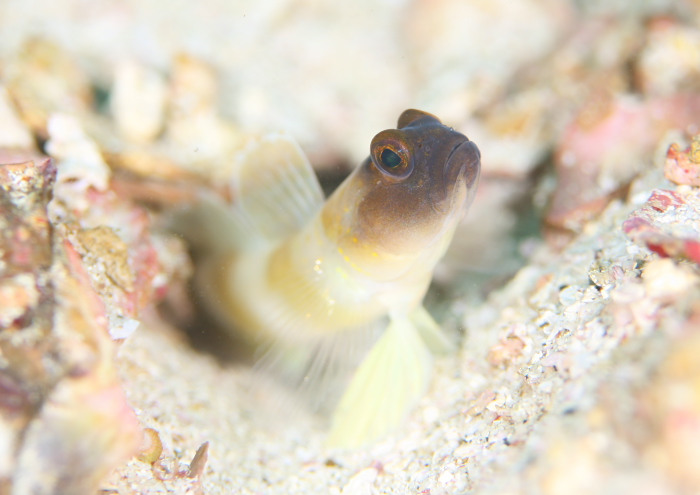 ズグロダテハゼ