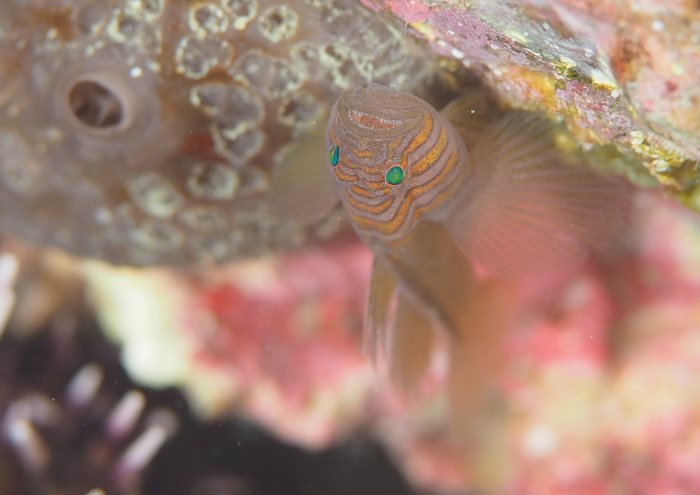 フトシジイレズミハゼ