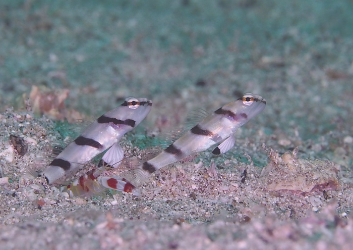 キツネメネジリンボウ