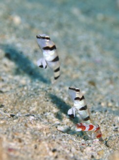 キツネメネジリンボウ