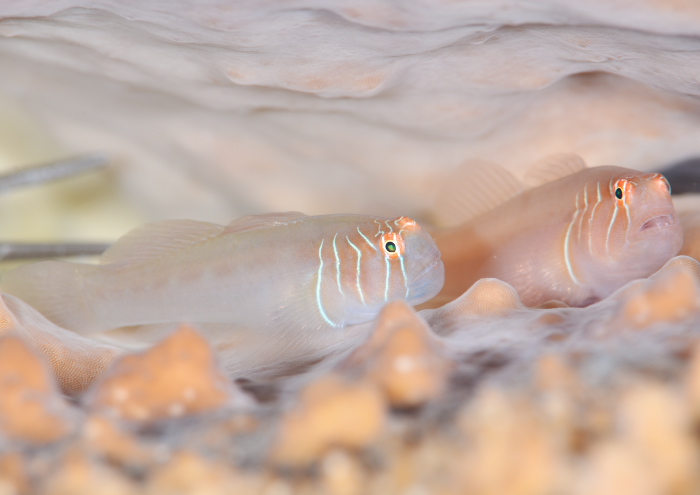 アワイロコバンハゼ