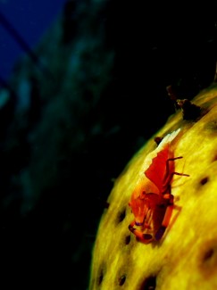 ウミウシカクレエビ