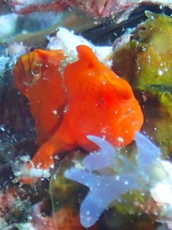 イロカエルアンコウ