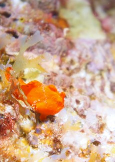 イロカエルアンコウ