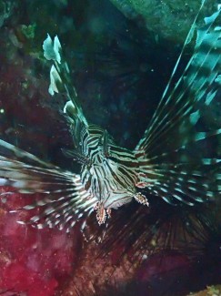 ハナミノカサゴ