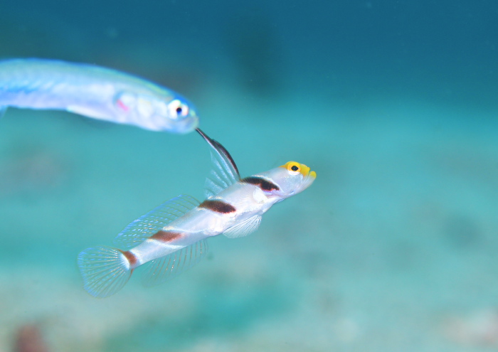 ヒレナガネジリンボウ