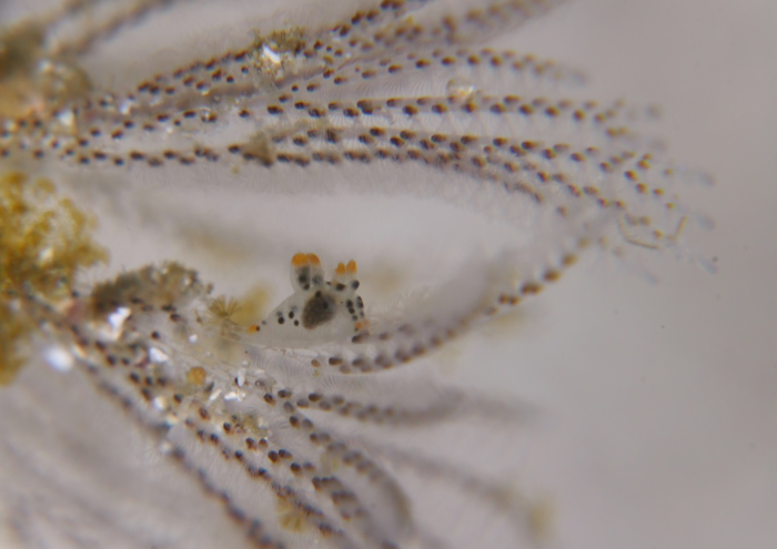 ツノザヤウミウシ