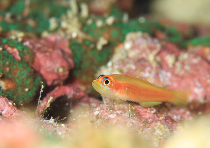 ヒメニラミベニハゼ