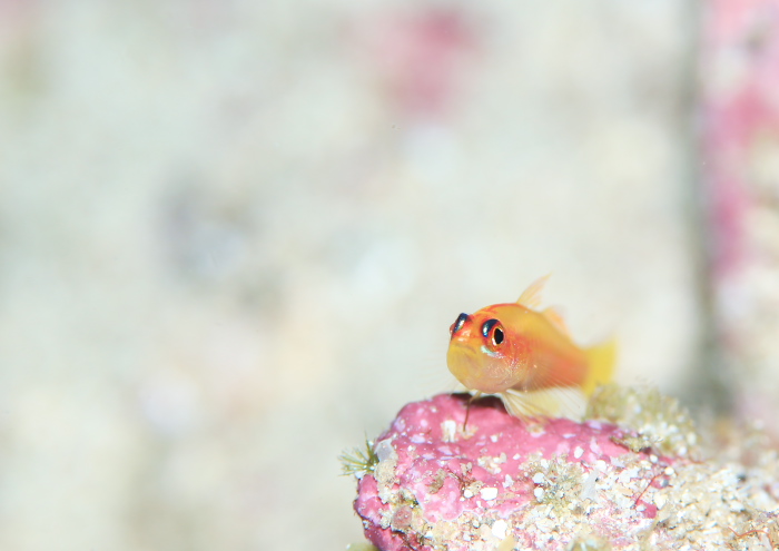 ヒメニラミベニハゼ