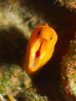 ゴールデンイールモレイ