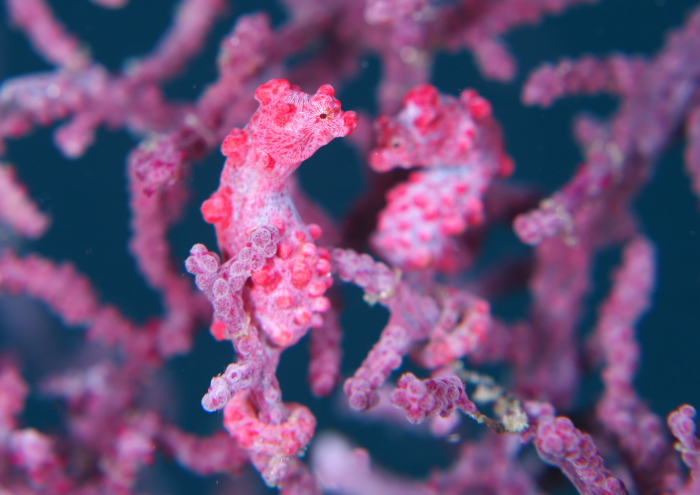 ピグミーシーホース