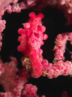 ピグミーシーホース