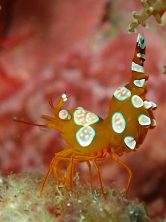 イソギンチャクモエビ