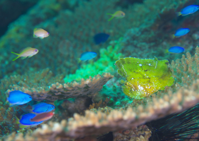 ハダカハオコゼ