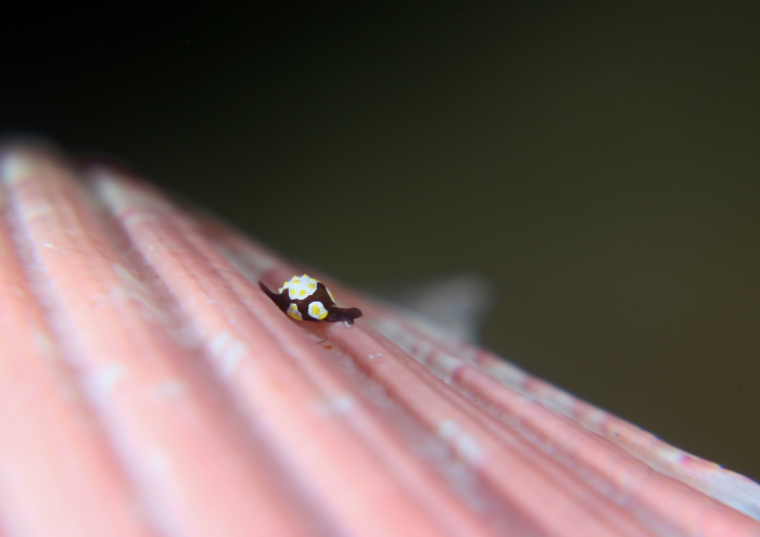 トンプソンアワツブガイ