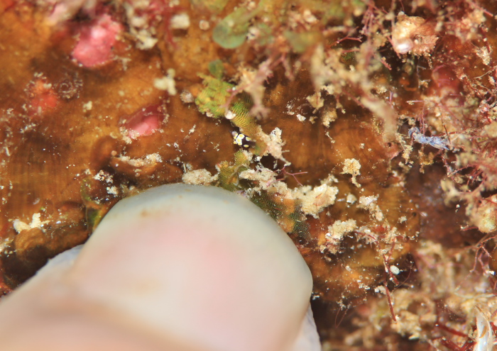 トンプソンアワツブガイ