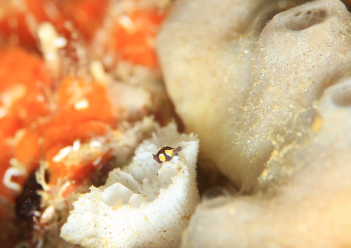 トンプソンアワツブガイ