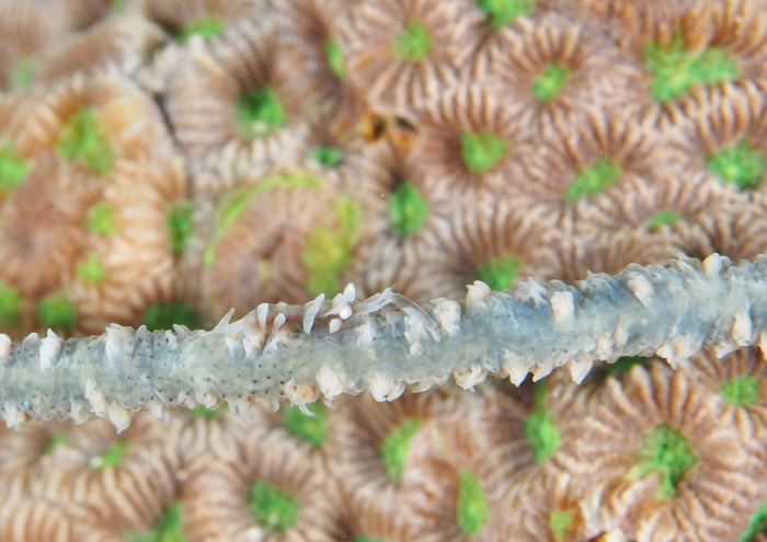 キミシグレカクレエビ