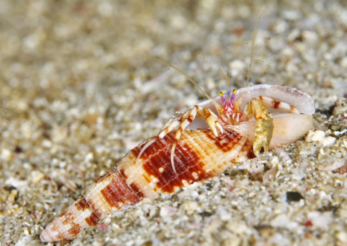 ディオゲネス・ドロテアエ