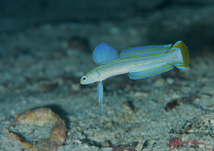 スジクロユリハゼ