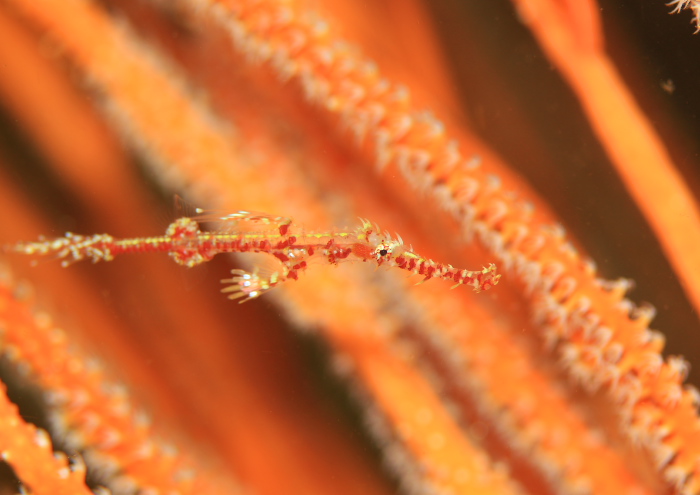 ニシキフウライウオ