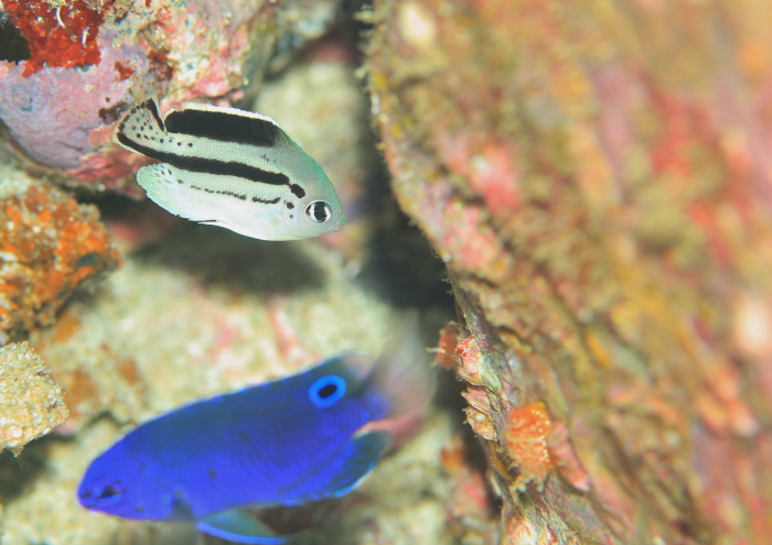 タテジマヤッコ