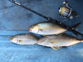 22221950_1859614724280372_6325572542872849187_n