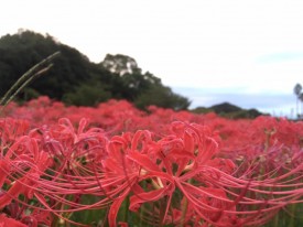 22279564_1859614727613705_6223128626662770082_n