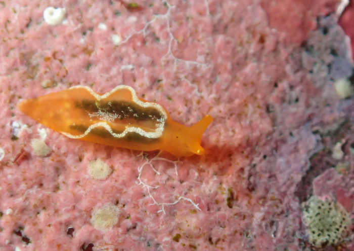 オトメミドリガイ