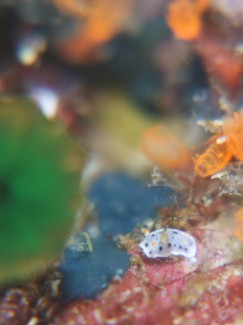 ウスイロウミウシ