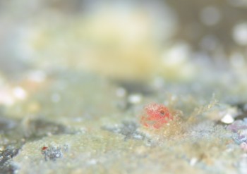 メガロパ幼体