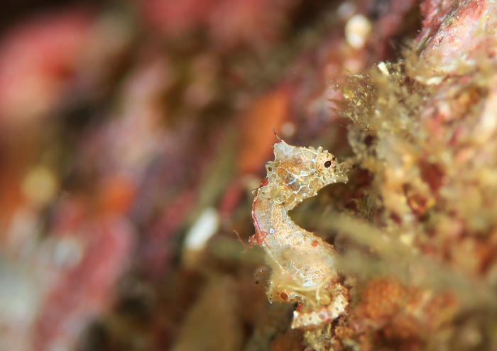 ジャパニーズピグミーシーホース