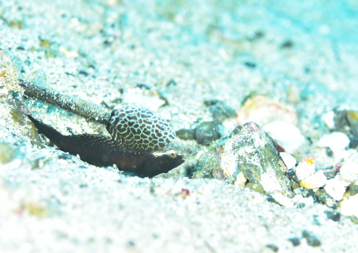 ホタテツノハゼ