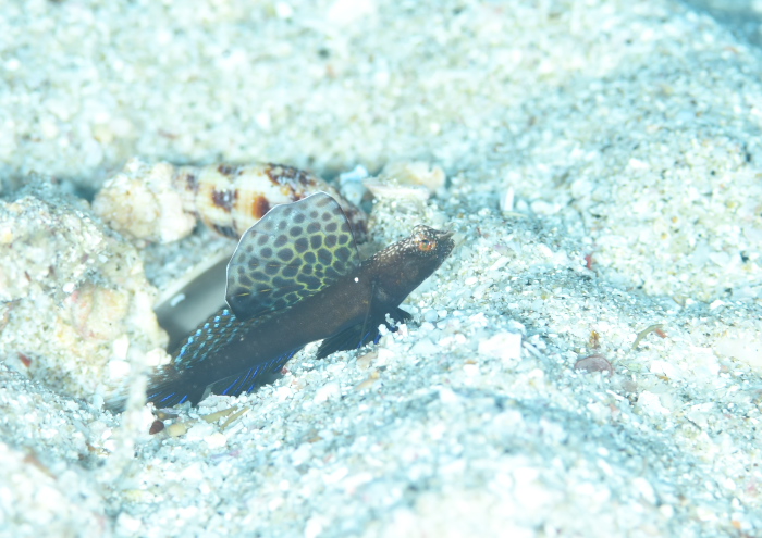 ホタテツノハゼ