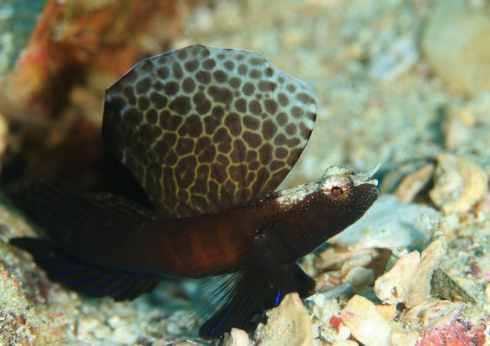 ホタテツノハゼ