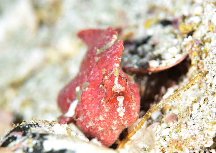 ヒメヒラタカエルアンコウ