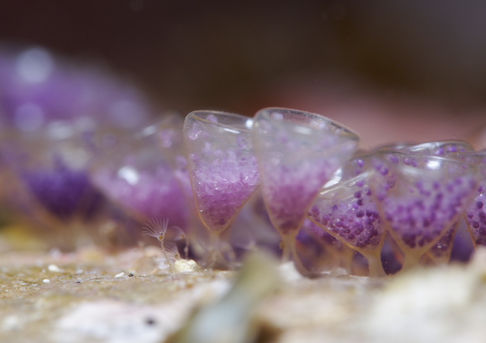 ナガサキニシキニナ