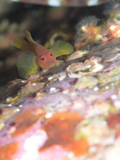 イレズミハゼ属ＳＰ