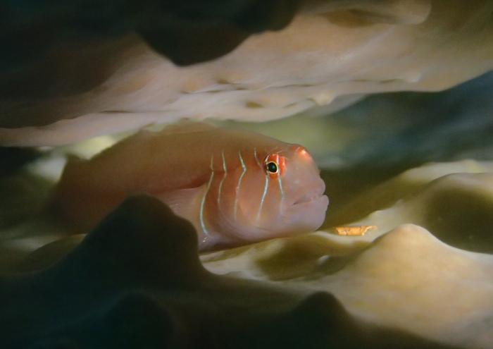 アワイロコバンハゼ