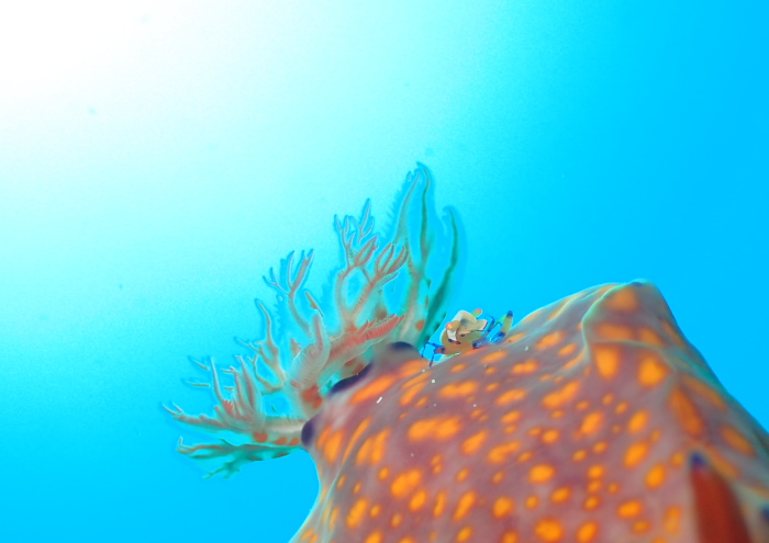 ウミウシカクレエビ