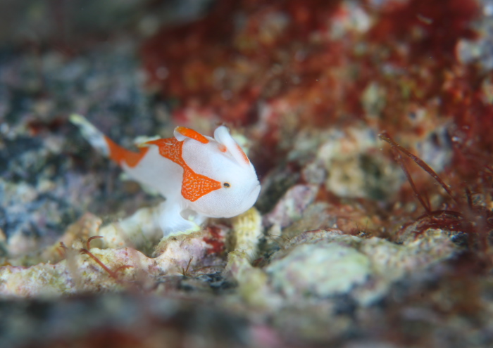 クマドリカエルアンコウ