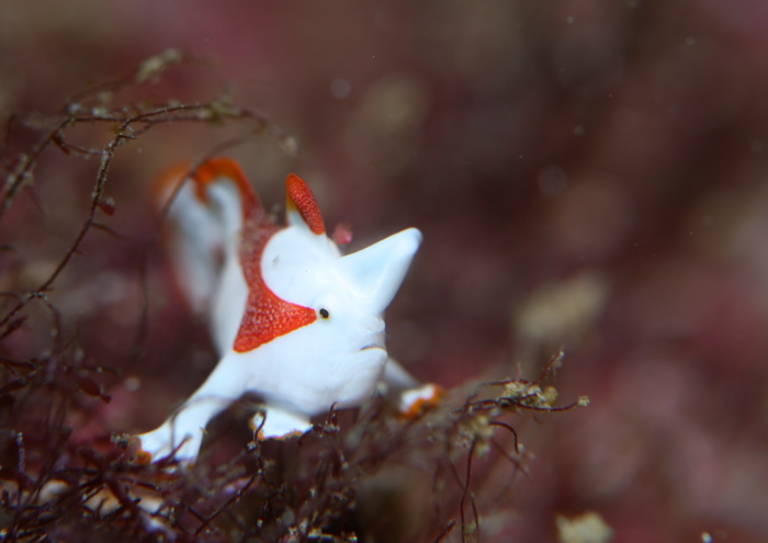 クマドリカエルアンコウ