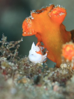 クマドリカエルアンコウ