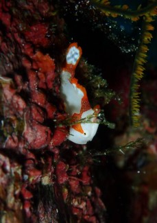 クマドリカエルアンコウ