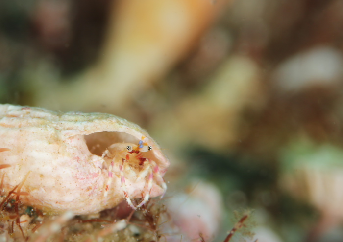 キカザリサンゴヤドカリ