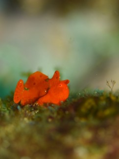 イロカエルアンコウ