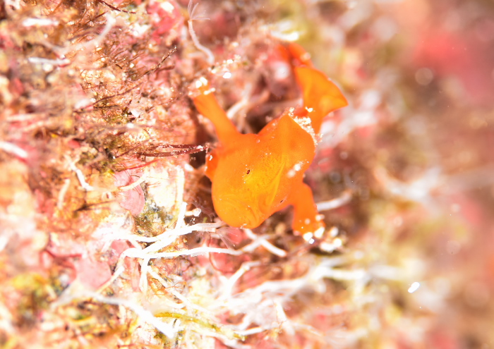 イロカエルアンコウ