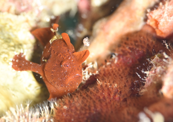 イロカエルアンコウ